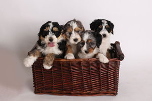 F1 Mini Bernedoodles